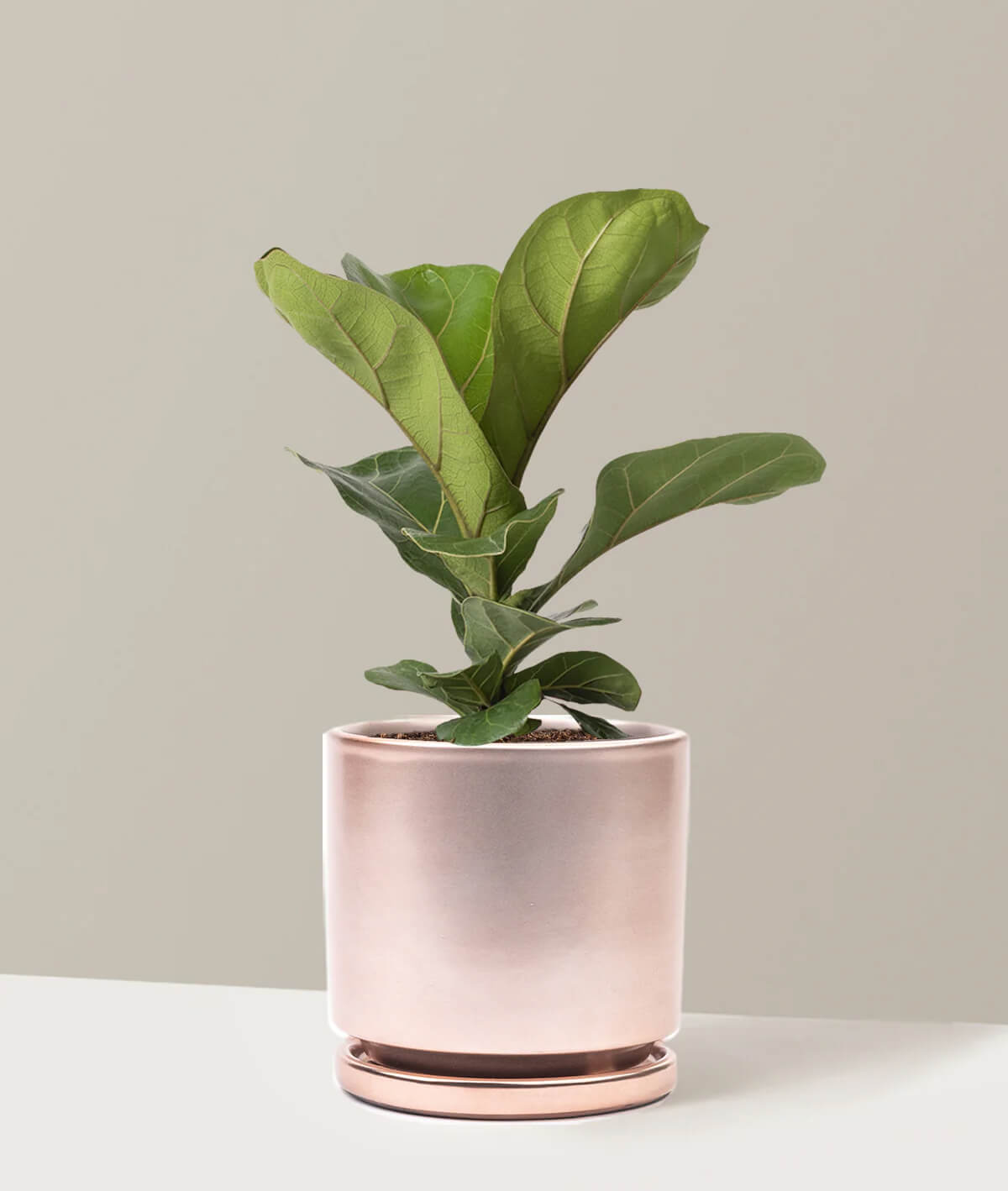 Fiddle Leaf Fig