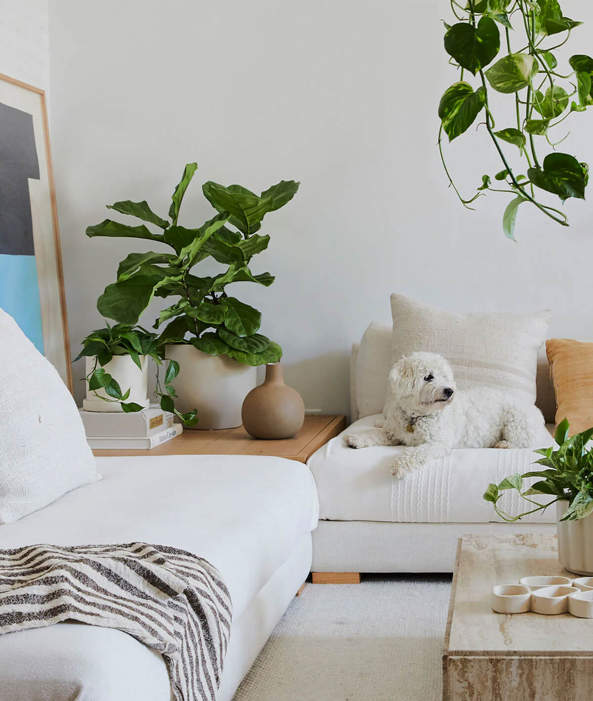 Fiddle Leaf Fig