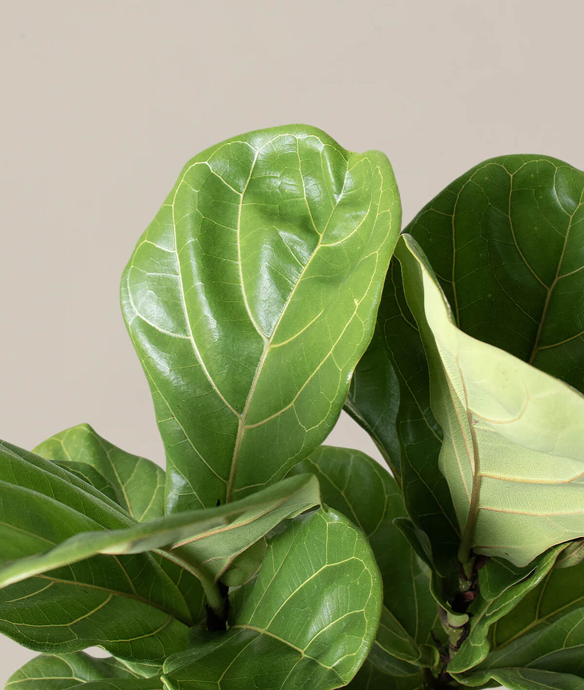 Fiddle Leaf Fig