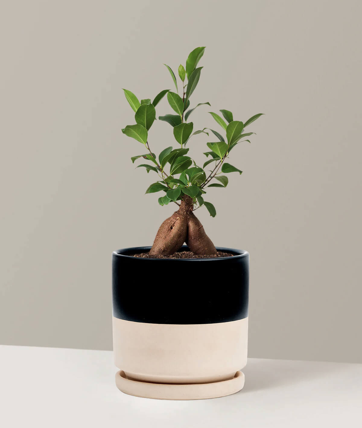 Ficus Ginseng