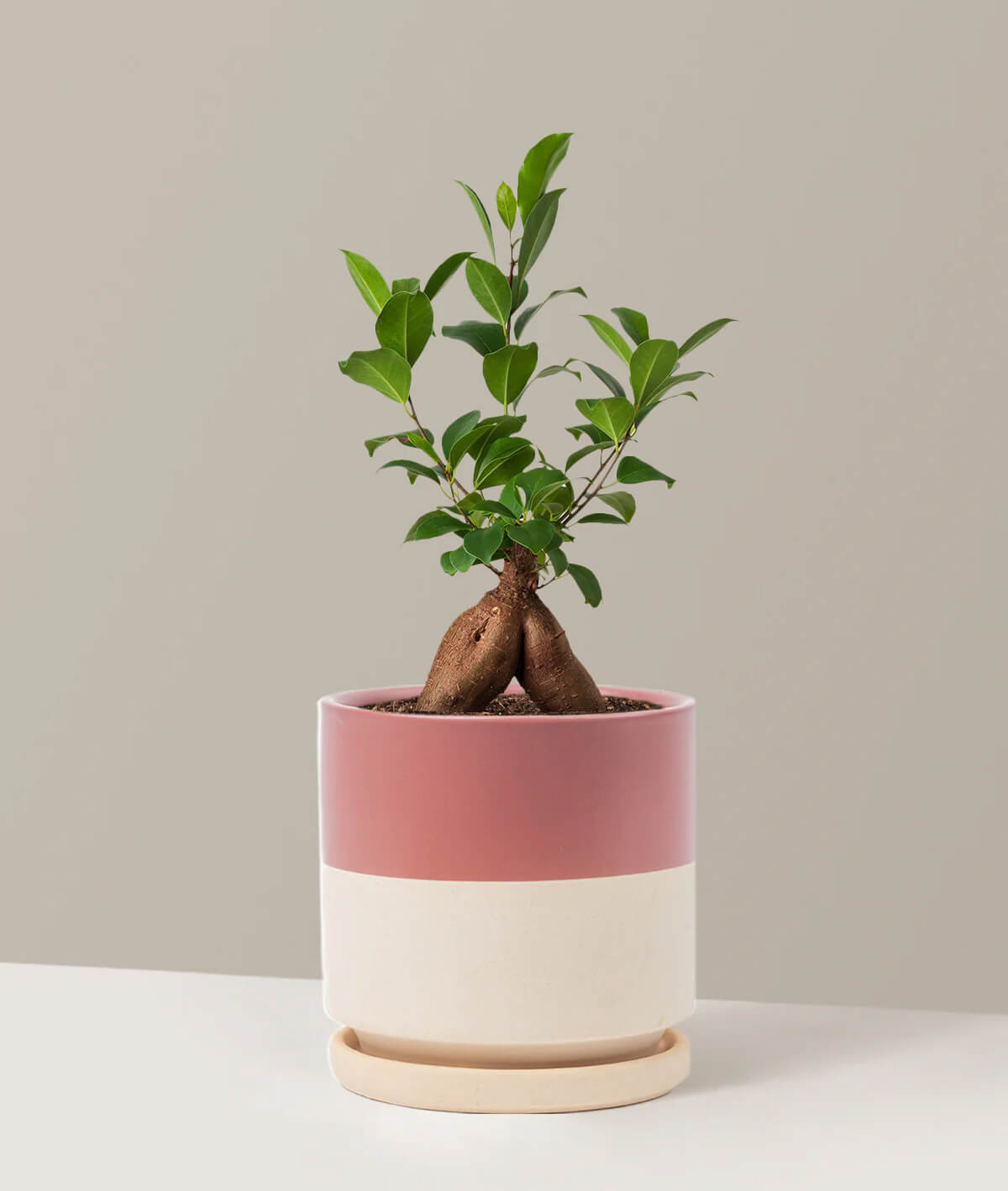 Ficus Ginseng