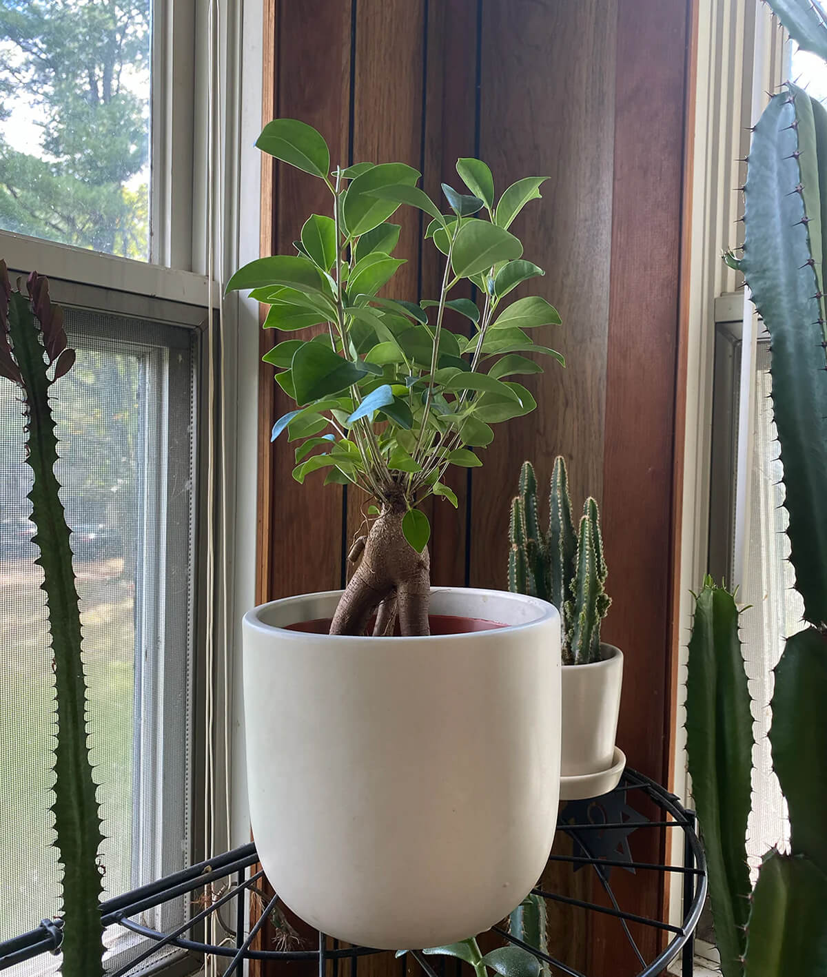 Ficus Ginseng
